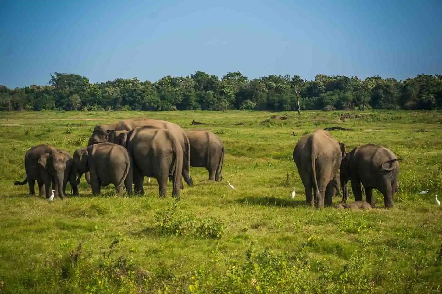 Minneriya National Park