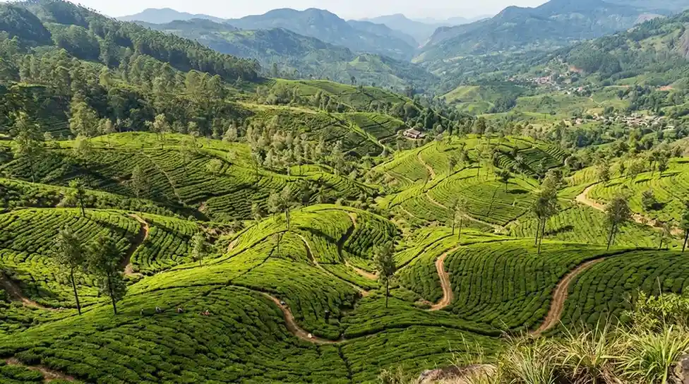 Nuwara Eliya