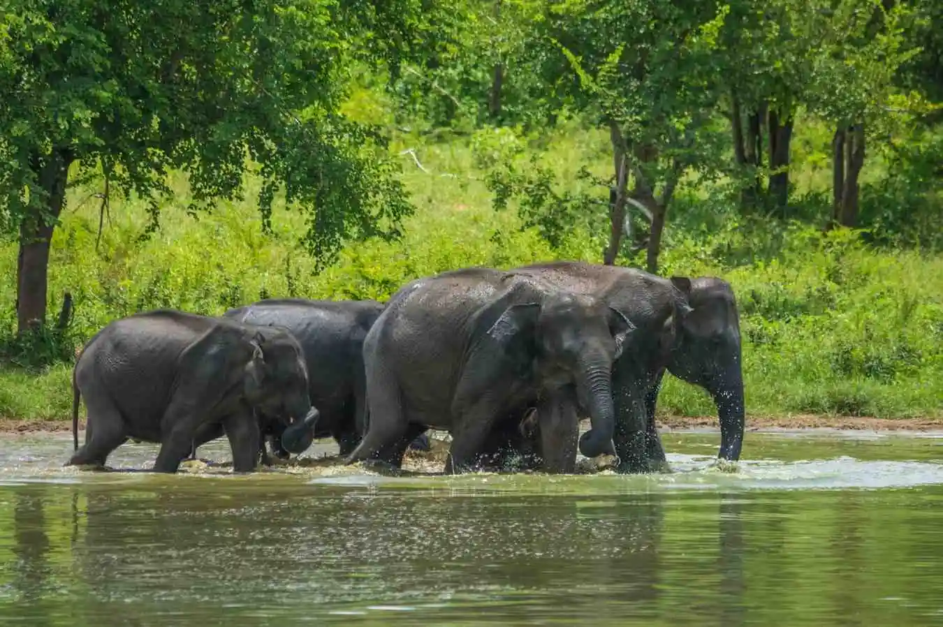 Udawalawe National Park