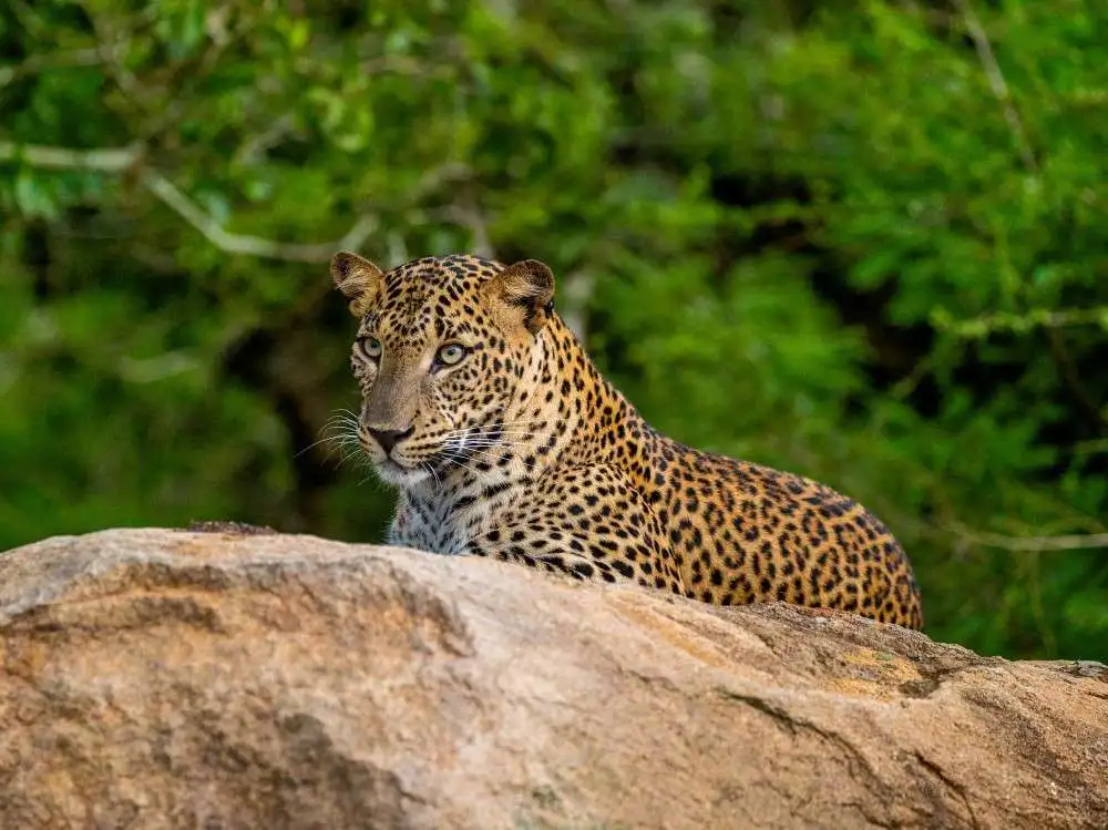 Yala National Park